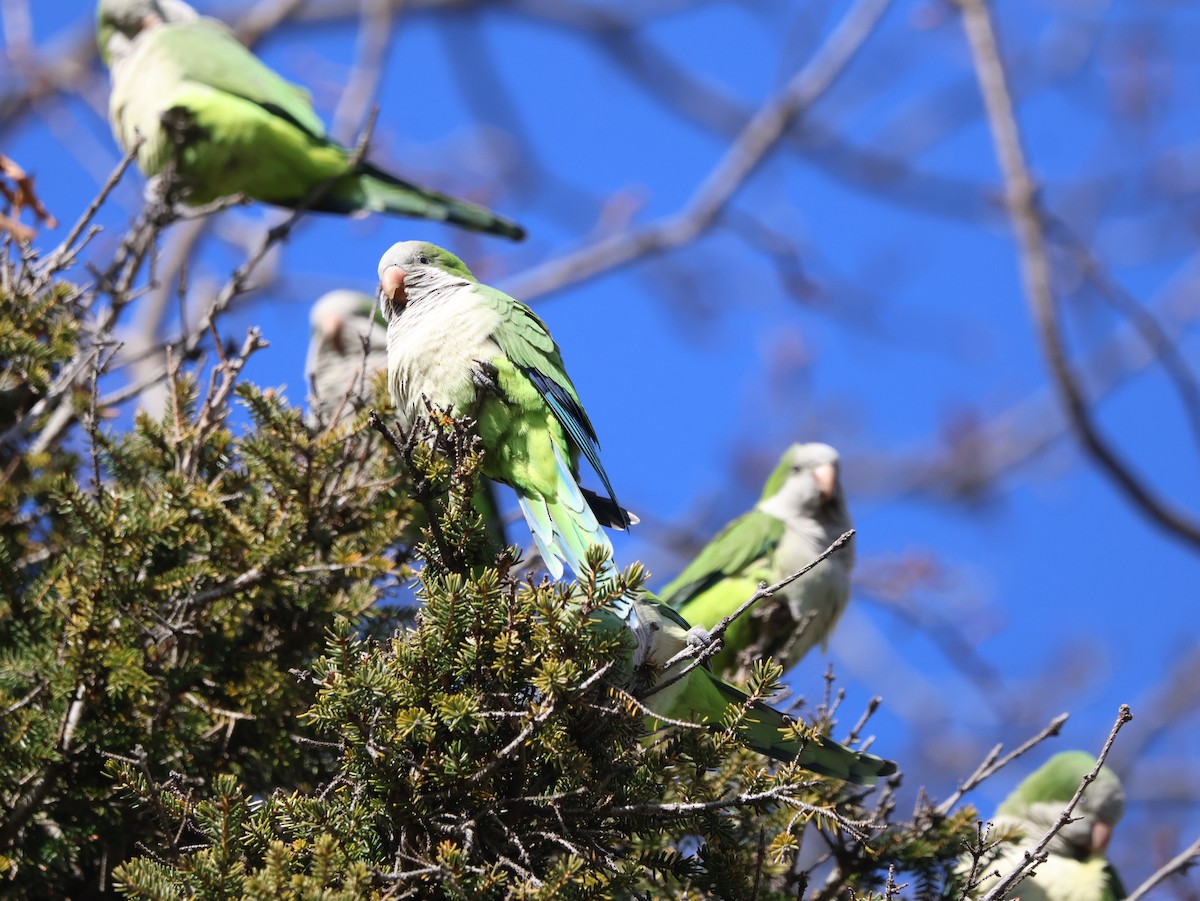 Mönchssittich - ML646223480