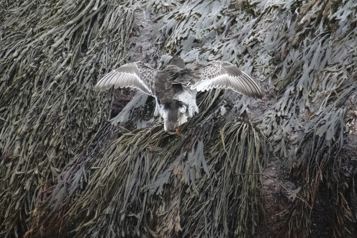 Purple Sandpiper - ML646223487