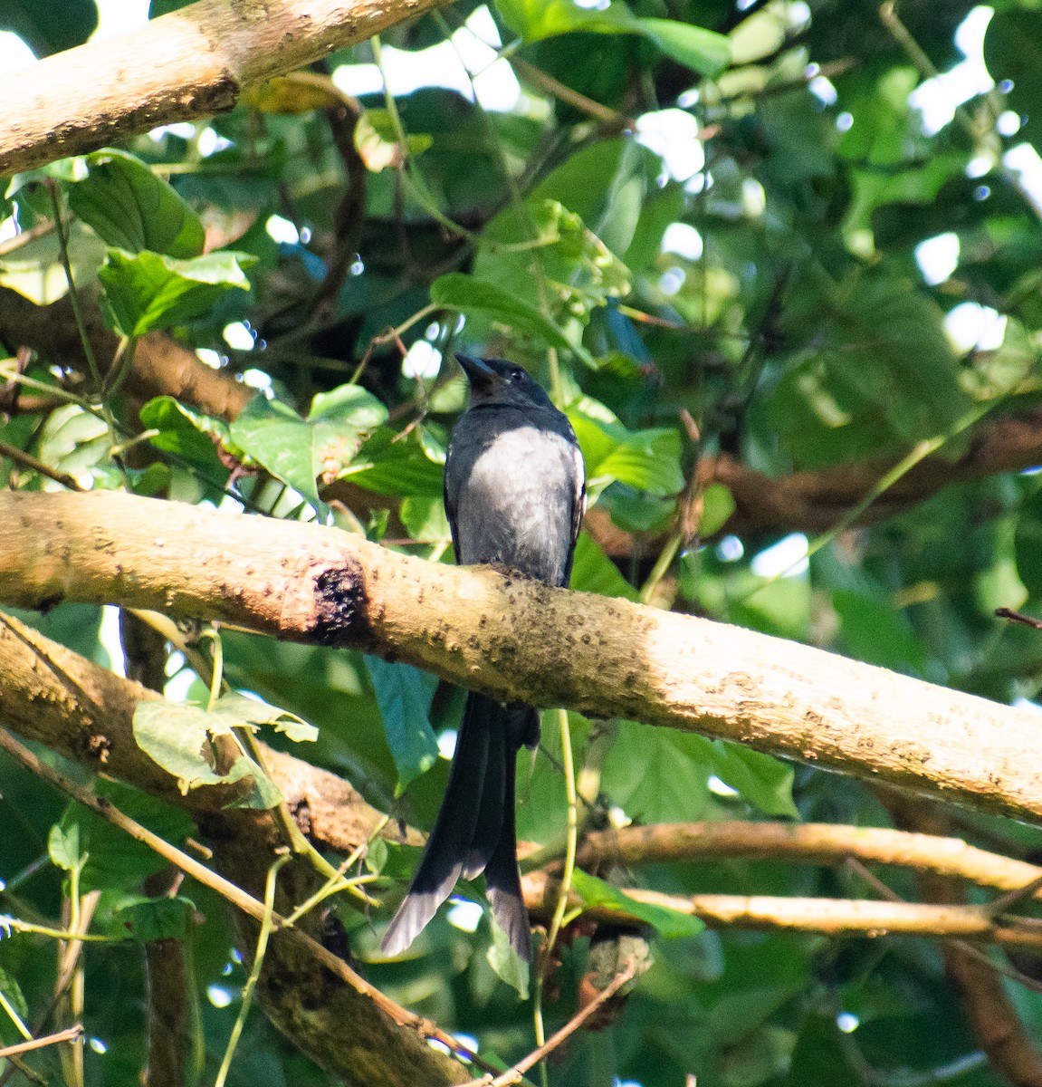 Black Drongo - ML646223488