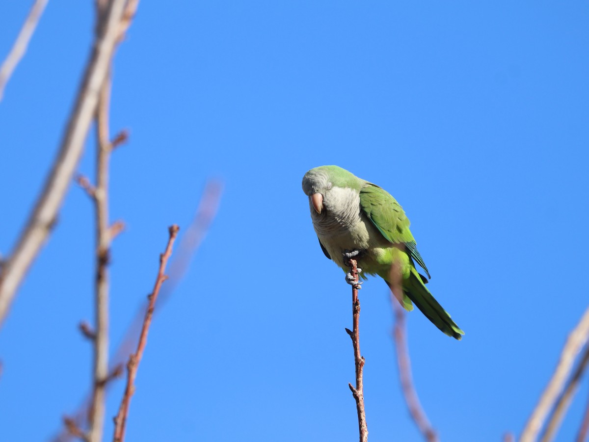 Mönchssittich - ML646223489