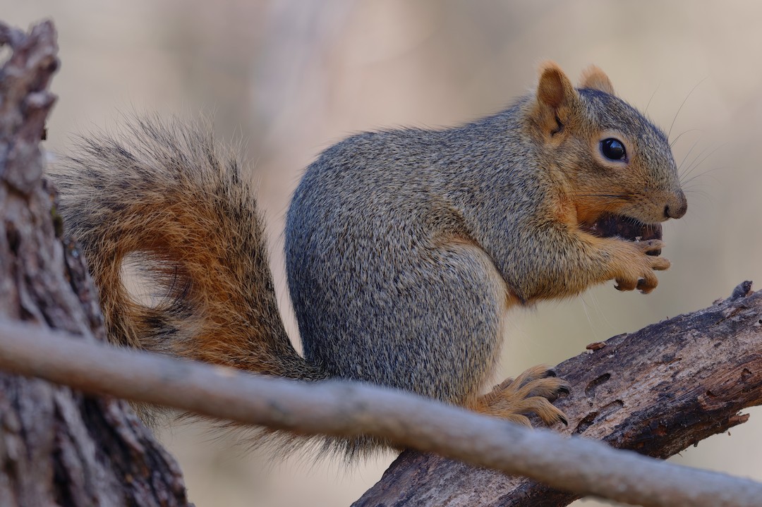 Mammals - ML646223490