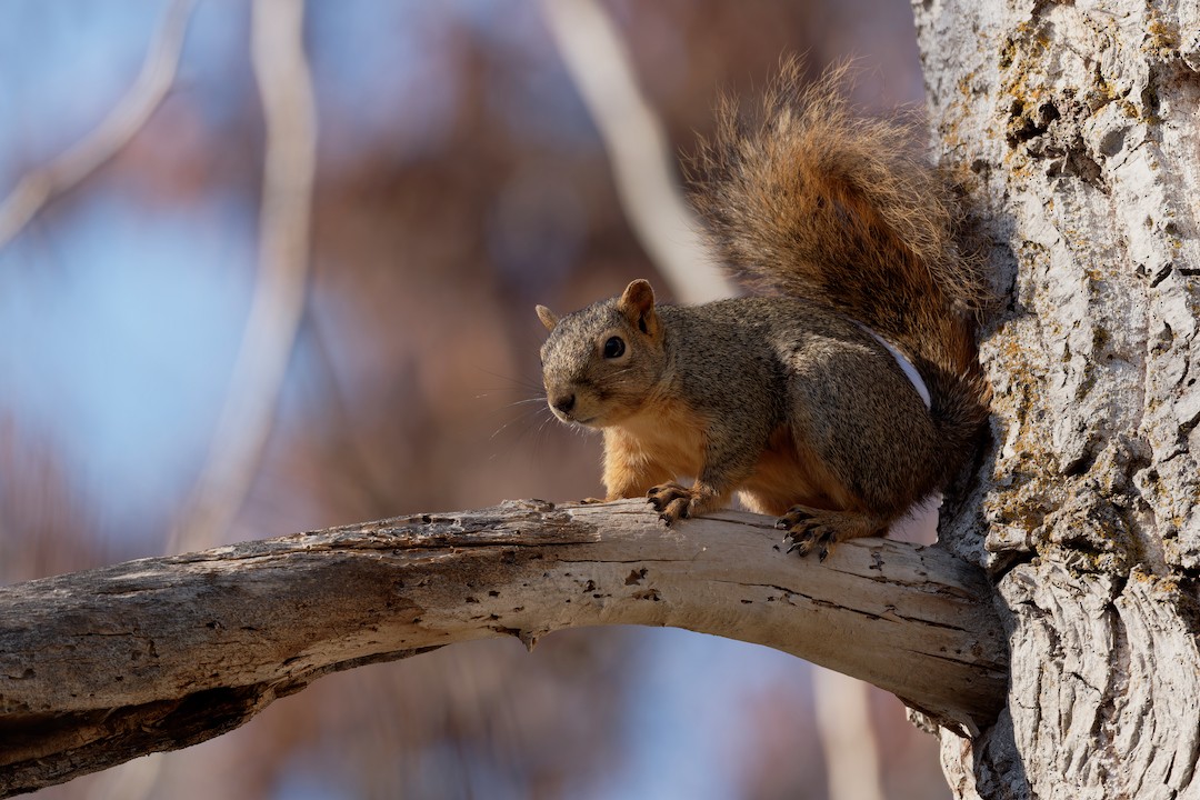 Eastern Fox Squirrel - ML646223491