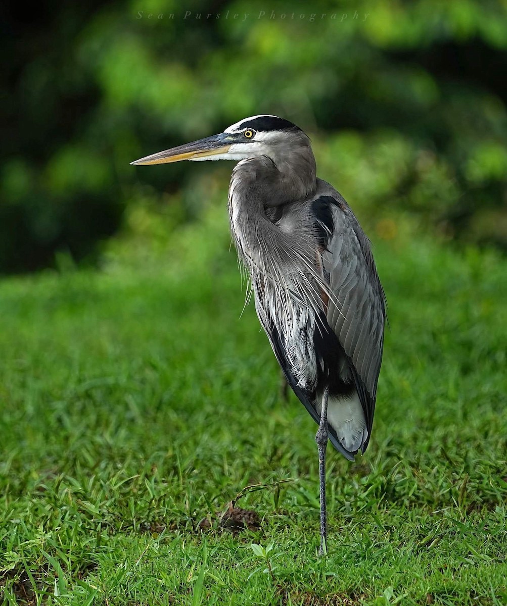 Great Blue Heron - ML646223492