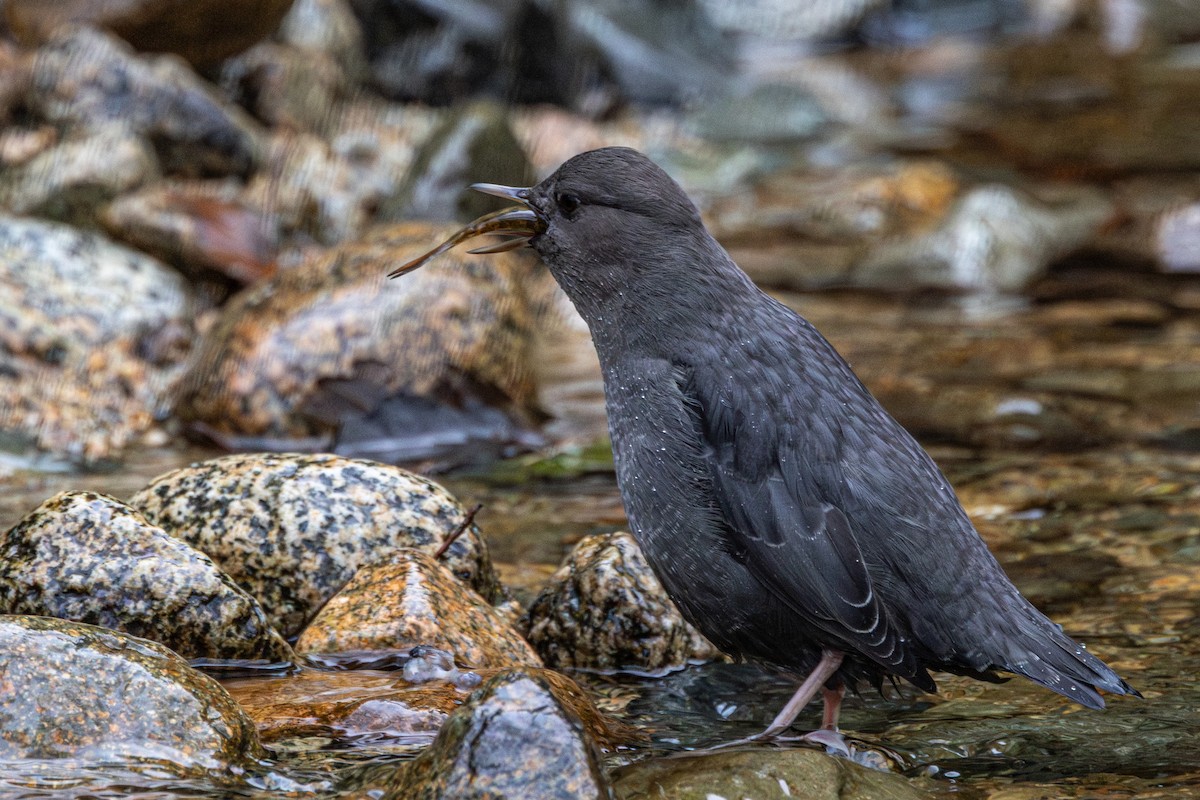 American Dipper - ML646223493