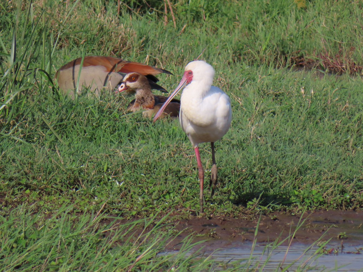 African Spoonbill - ML646223494