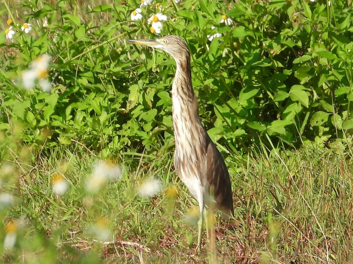 Chinese Pond-Heron - ML646223496