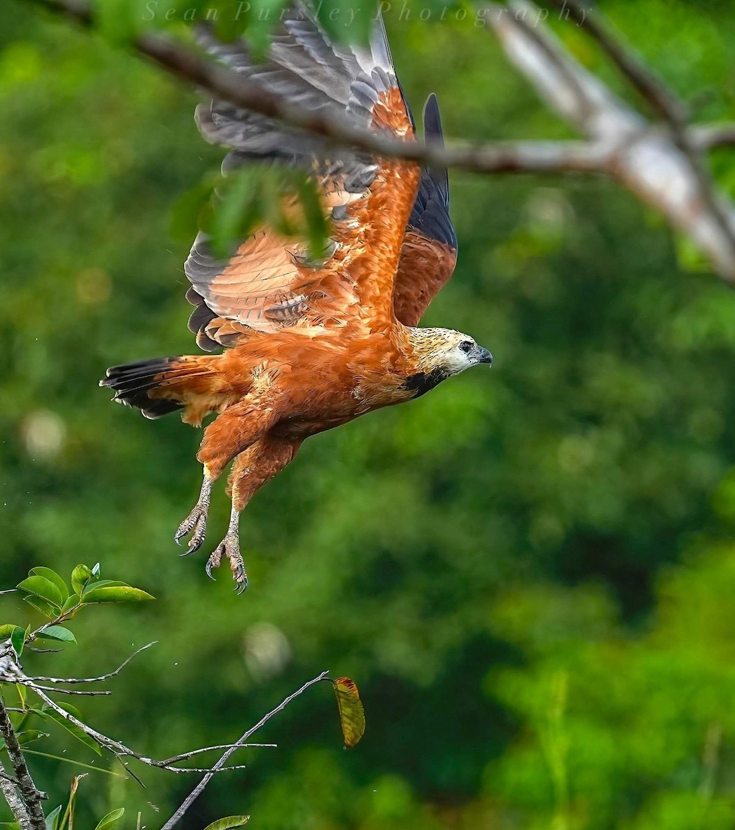 Black-collared Hawk - ML646223497