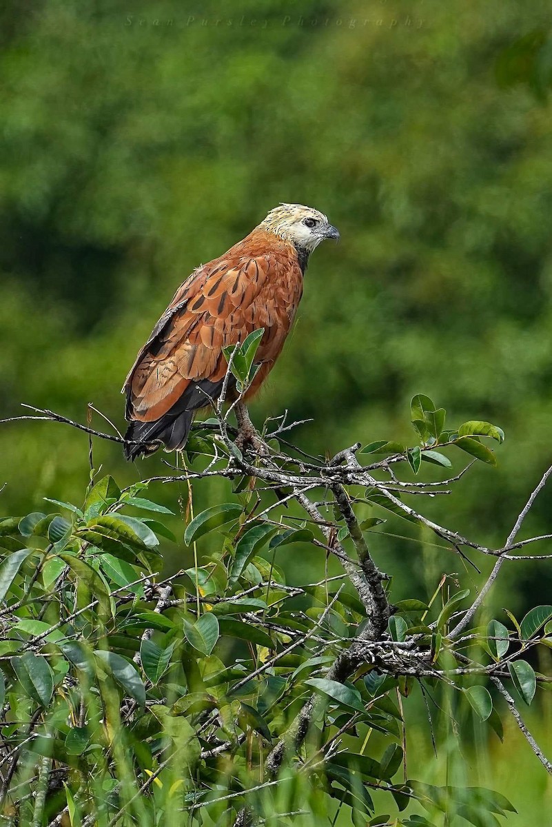 Black-collared Hawk - ML646223499