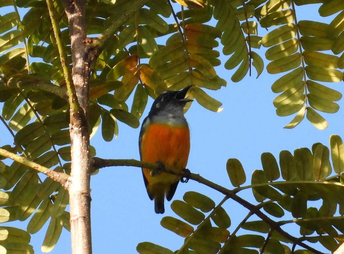 Orange-bellied Flowerpecker - ML646223500