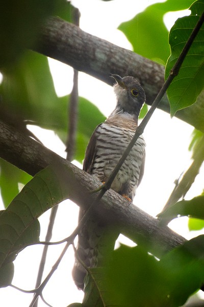 Indian Cuckoo - ML646223502