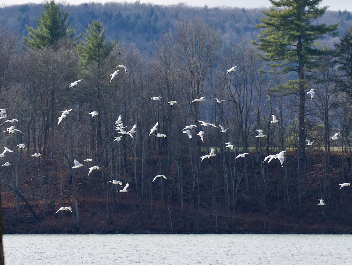 Ring-billed Gull - ML646223504
