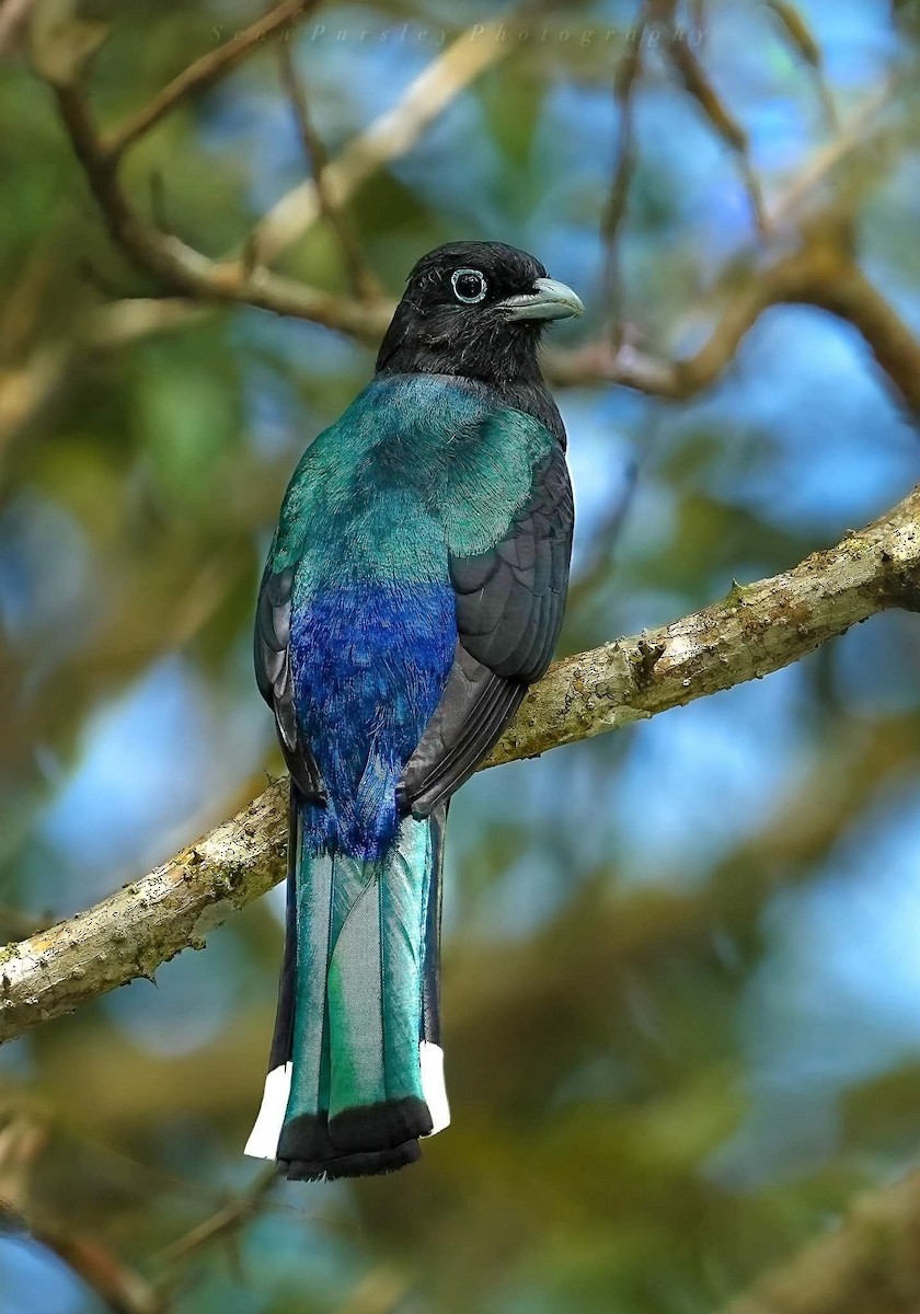 Black-headed Trogon - ML646223505