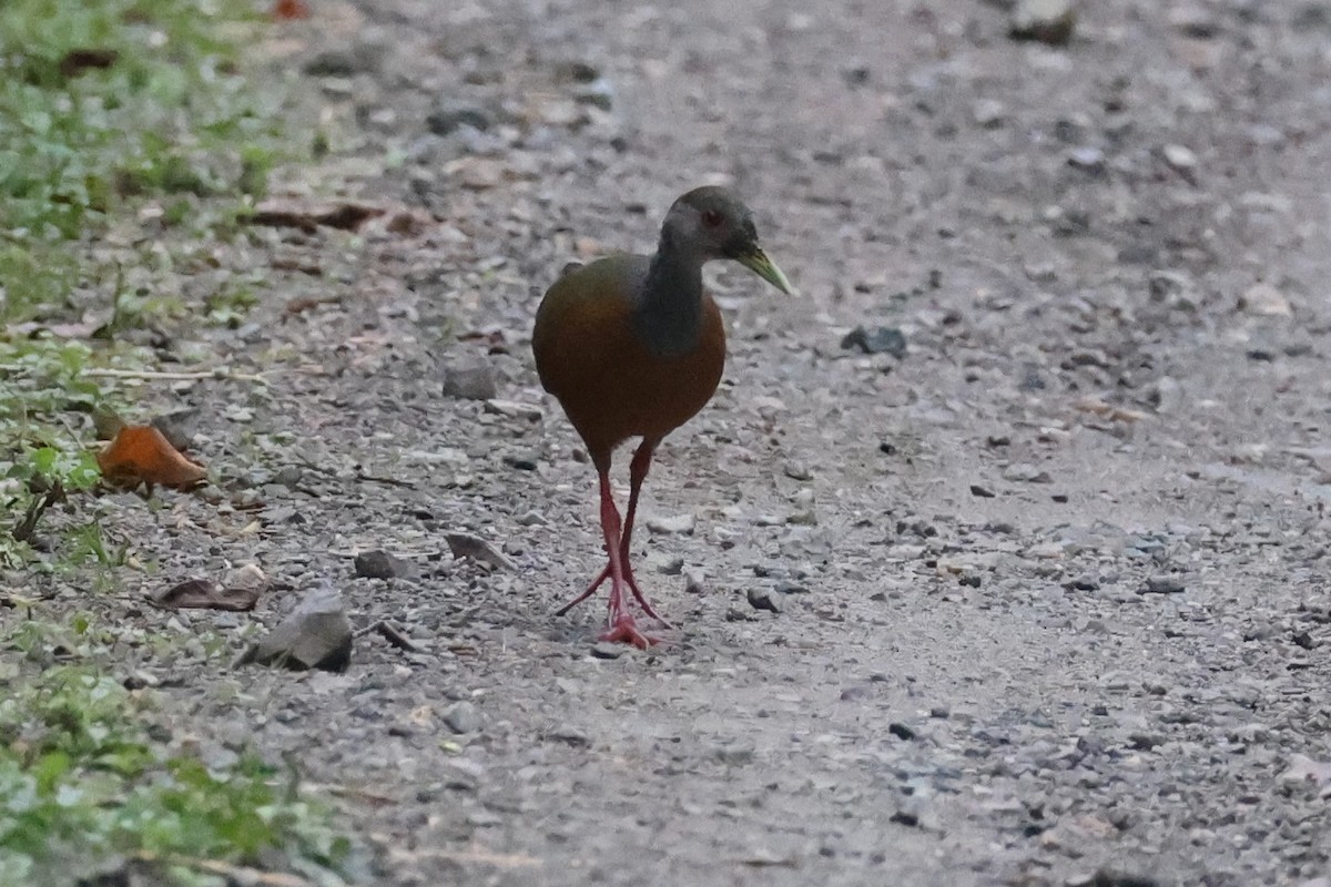 Gray-cowled Wood-Rail - ML646223506