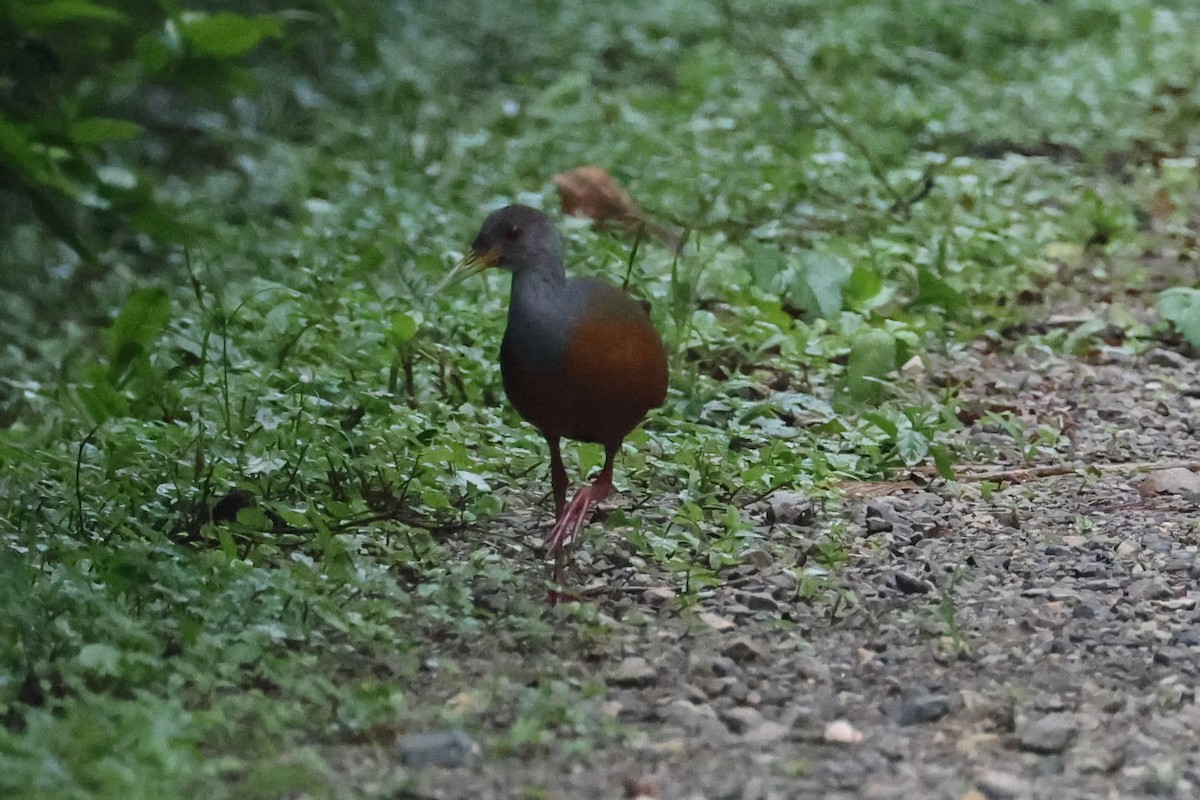 Gray-cowled Wood-Rail - ML646223507