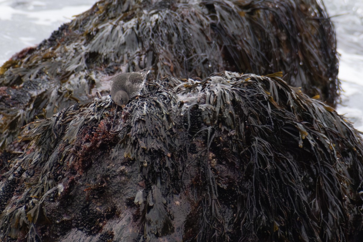 Purple Sandpiper - ML646223511