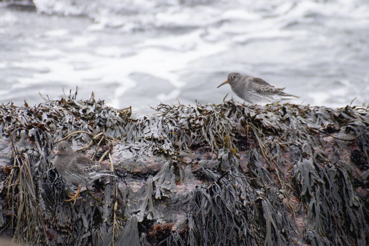 Purple Sandpiper - ML646223512