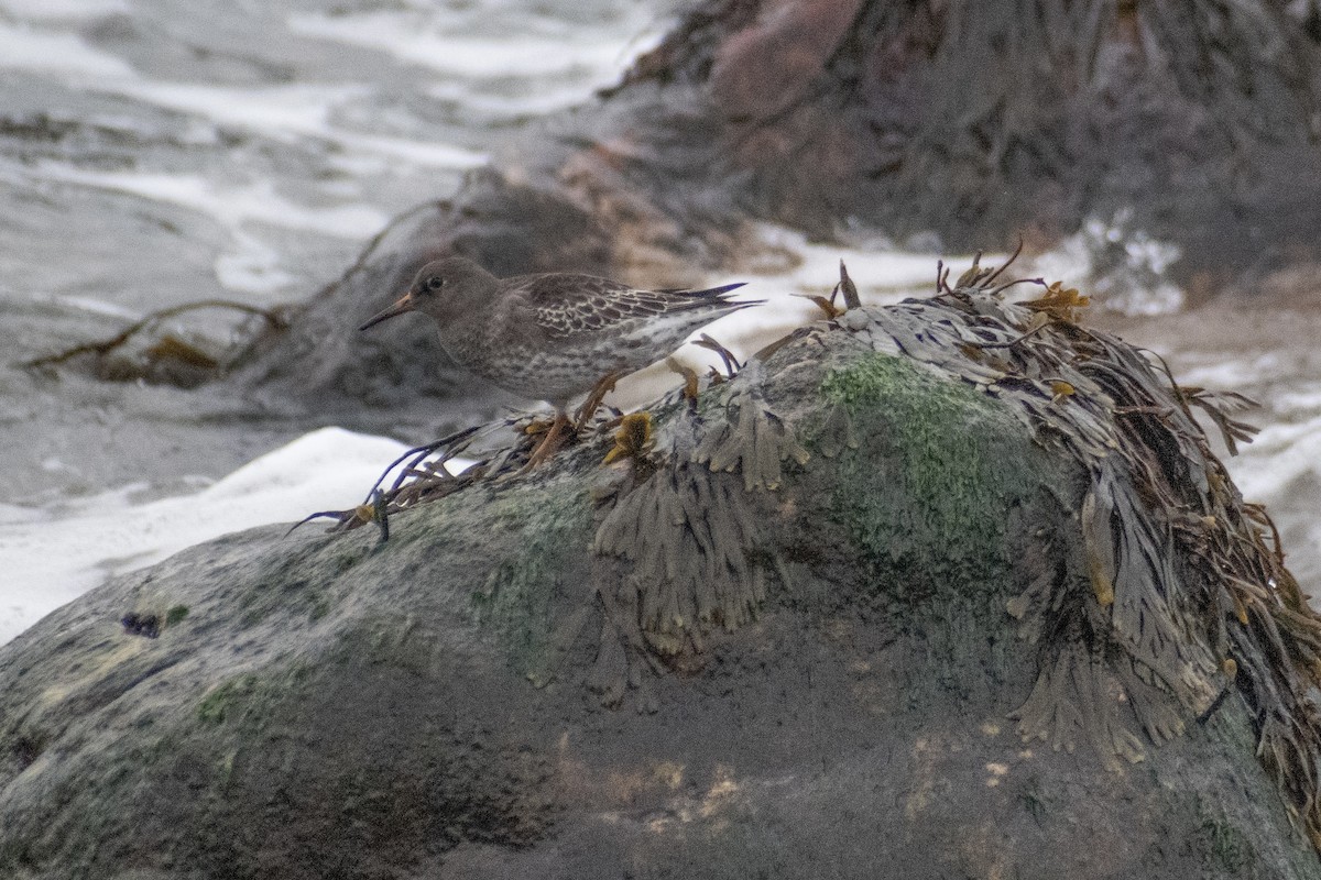 Purple Sandpiper - ML646223513