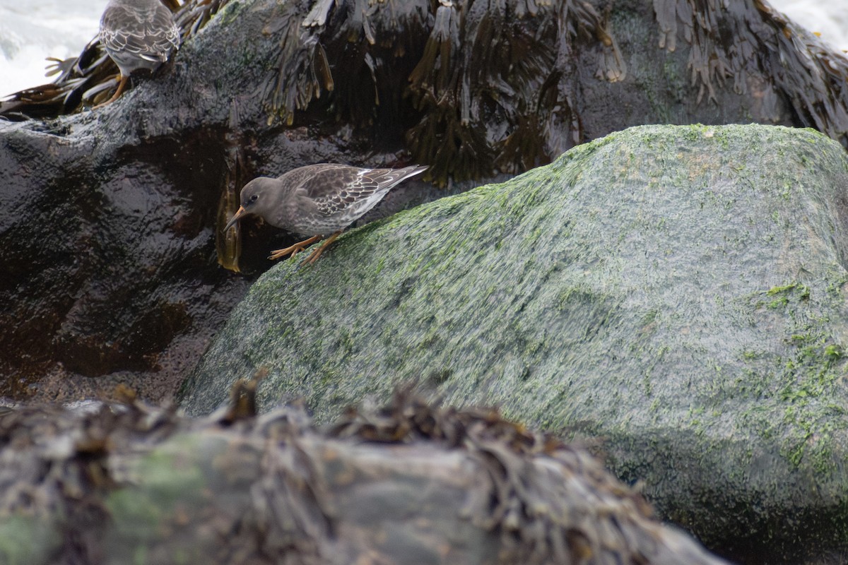 Purple Sandpiper - ML646223514