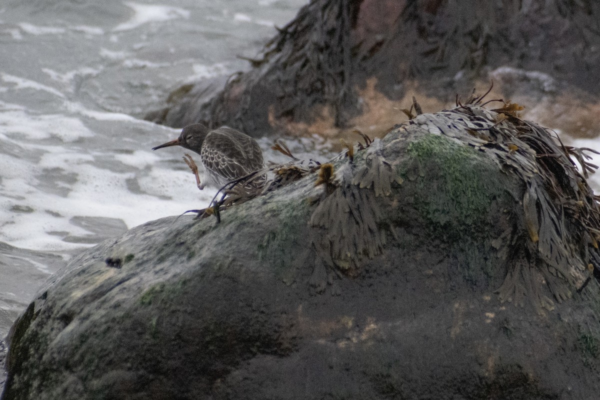 Purple Sandpiper - ML646223515