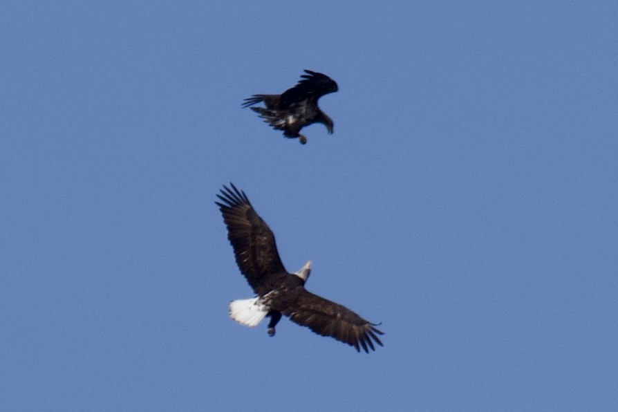 Pygargue à tête blanche - ML646223517