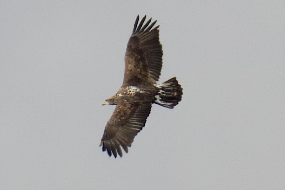 Pygargue à tête blanche - ML646223518