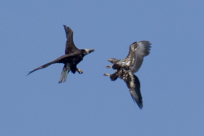 Pygargue à tête blanche - ML646223519