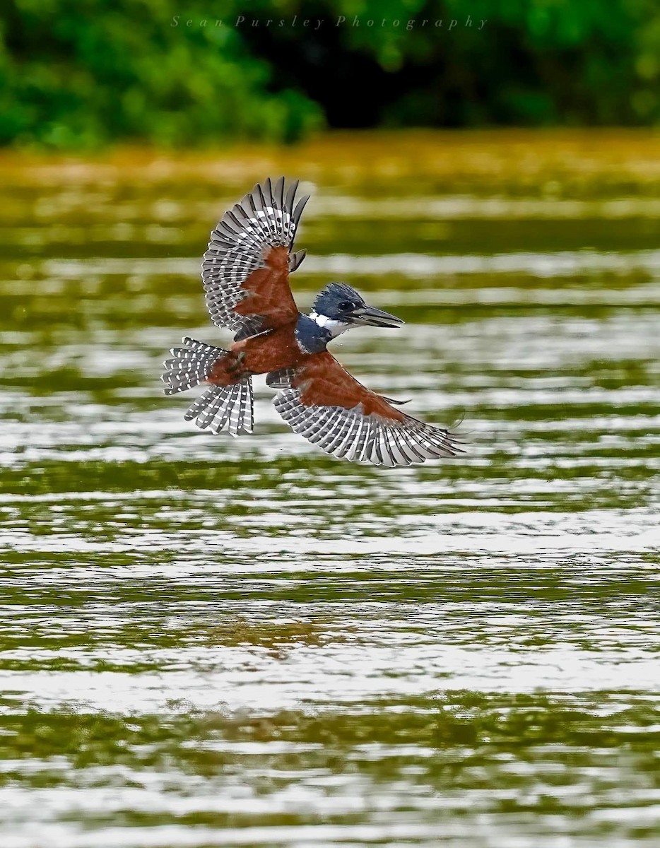Ringed Kingfisher - ML646223524