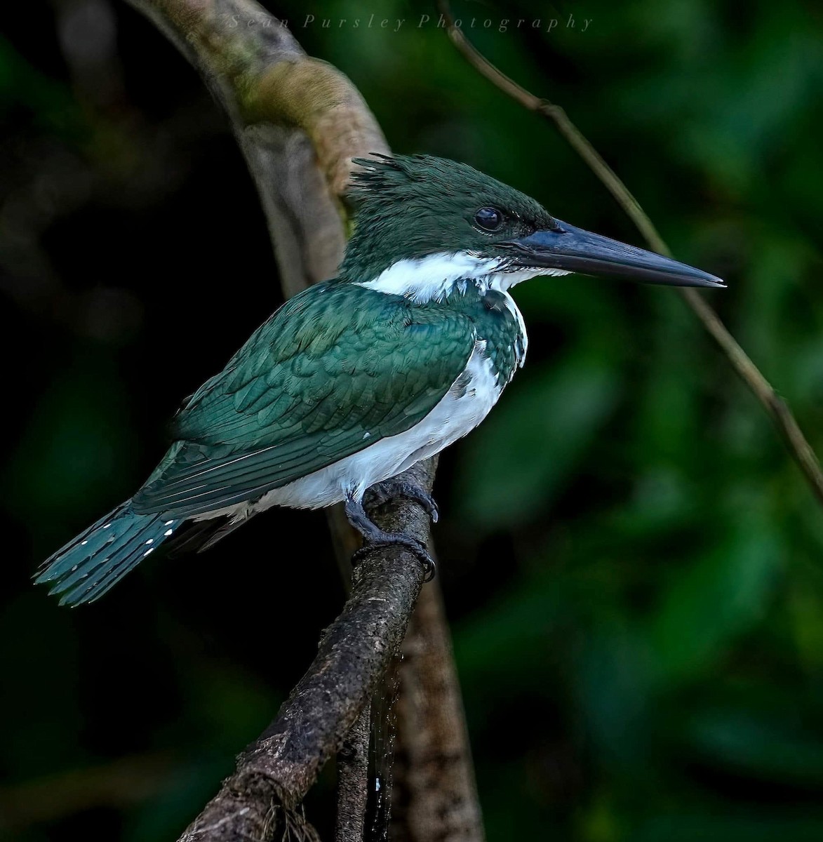 Amazon Kingfisher - ML646223528