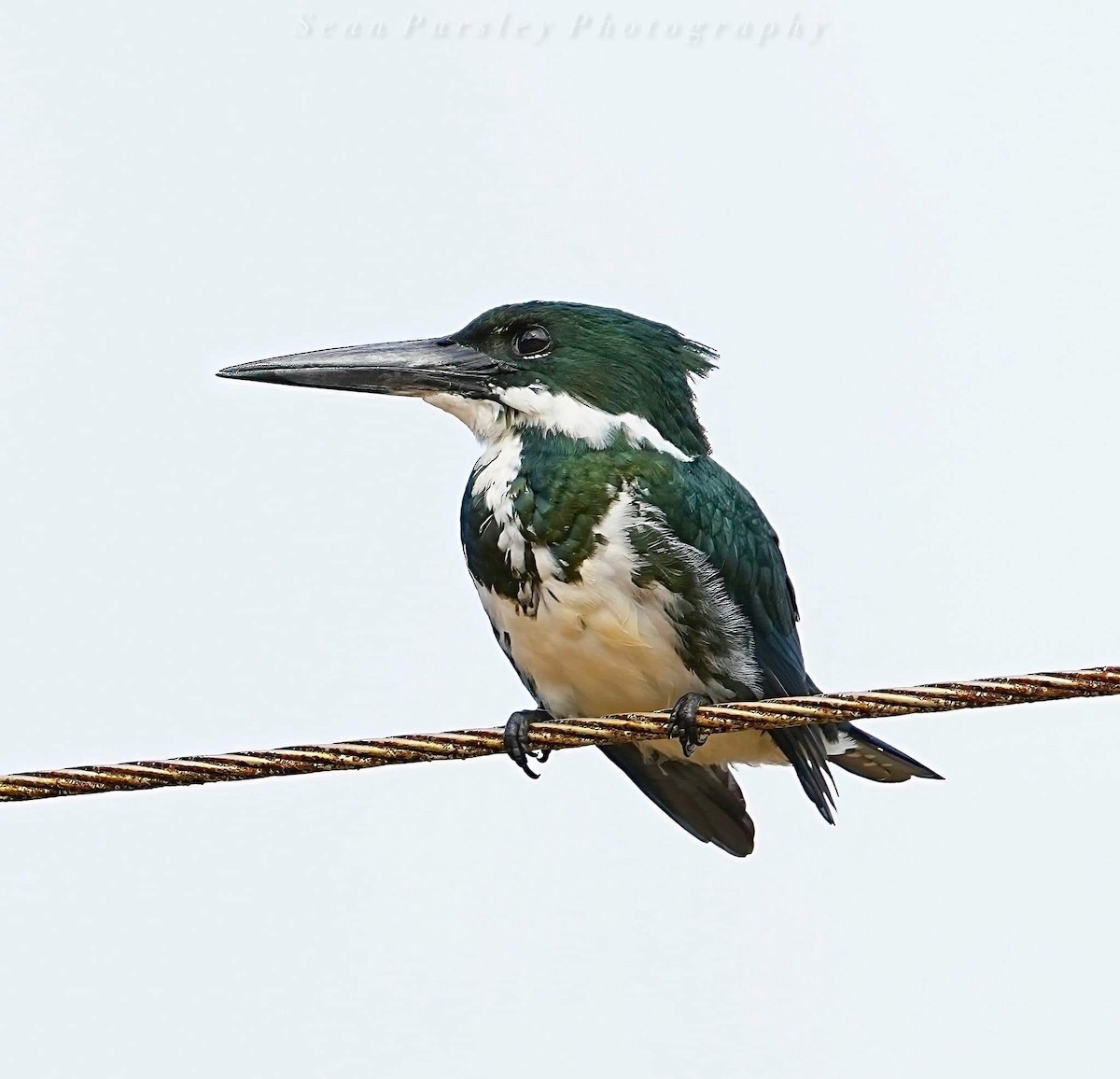 Amazon Kingfisher - ML646223529
