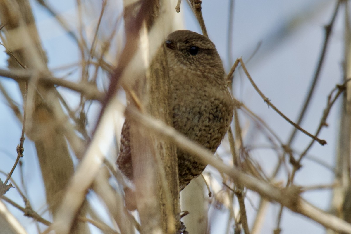 Winter Wren - ML646223530