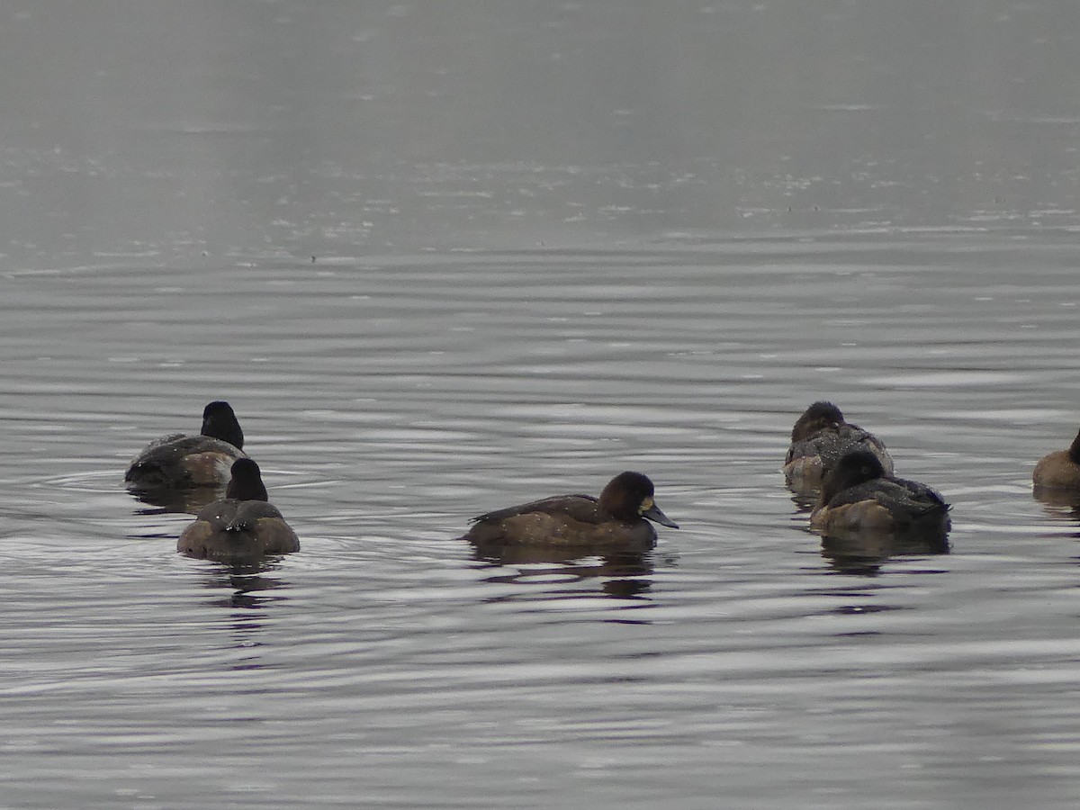 Greater/Lesser Scaup - ML646223535
