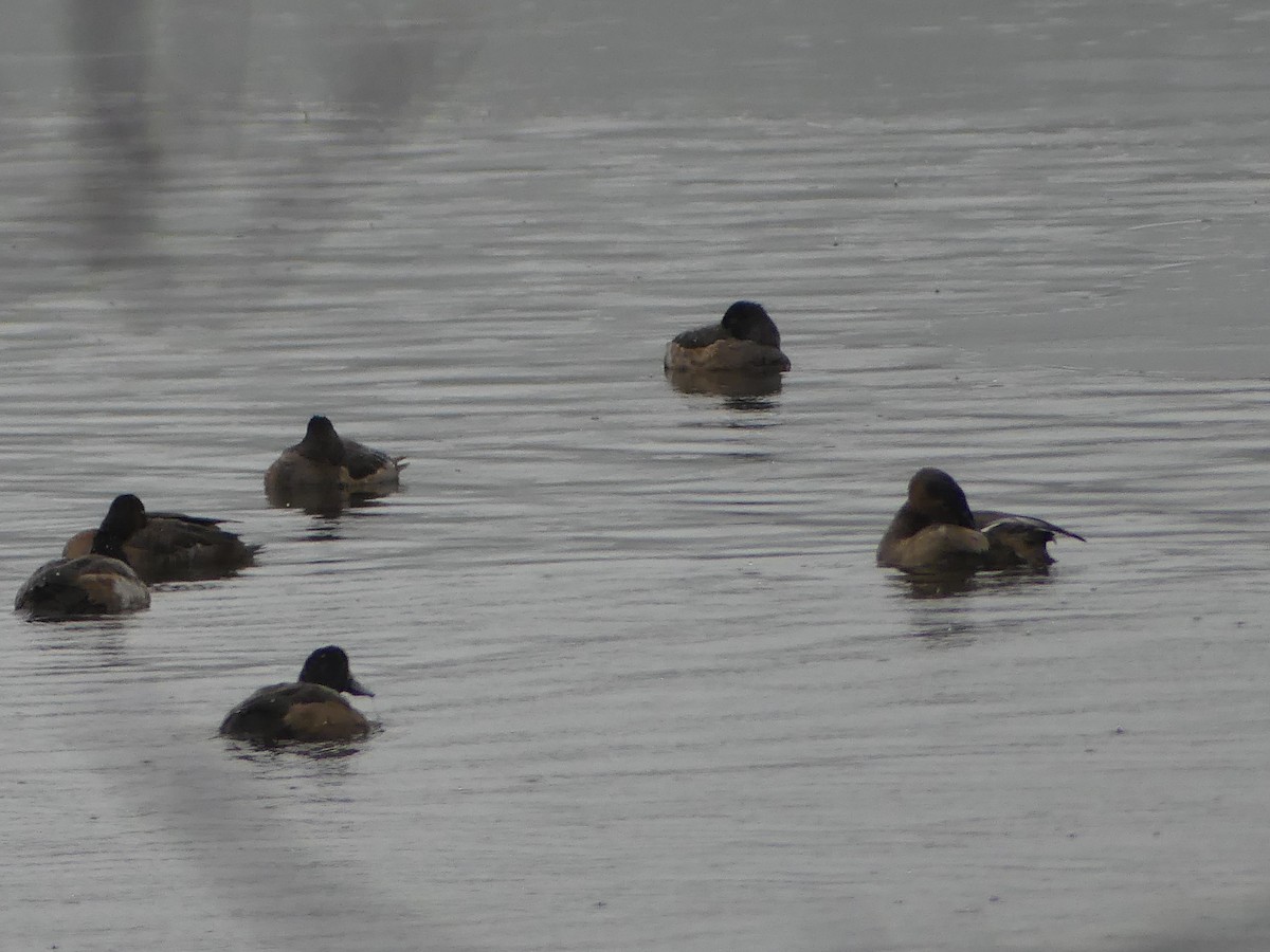 Greater/Lesser Scaup - ML646223536