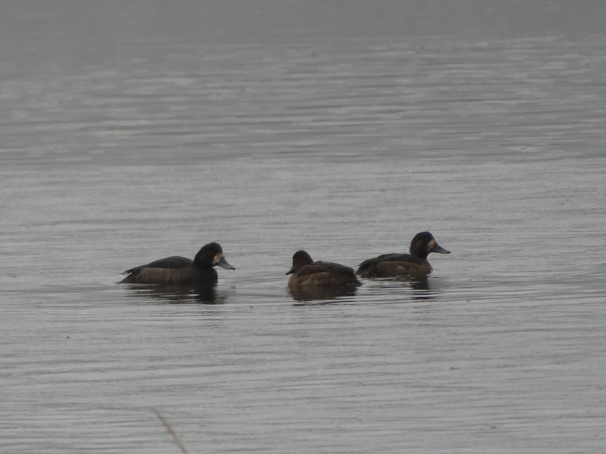 Greater/Lesser Scaup - ML646223537