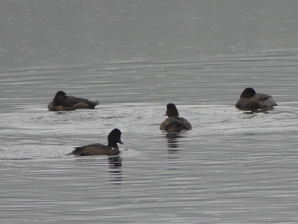 Greater/Lesser Scaup - ML646223538