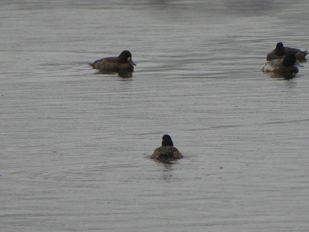 Greater/Lesser Scaup - ML646223539