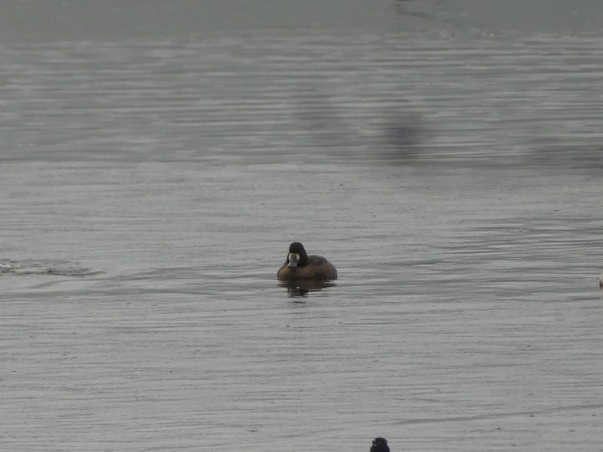 Greater/Lesser Scaup - ML646223540