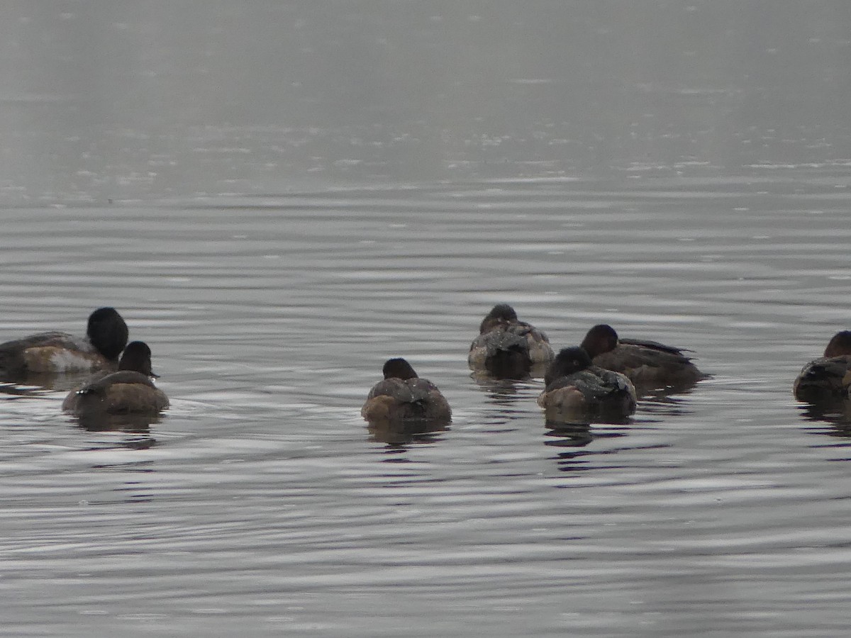Greater/Lesser Scaup - ML646223541