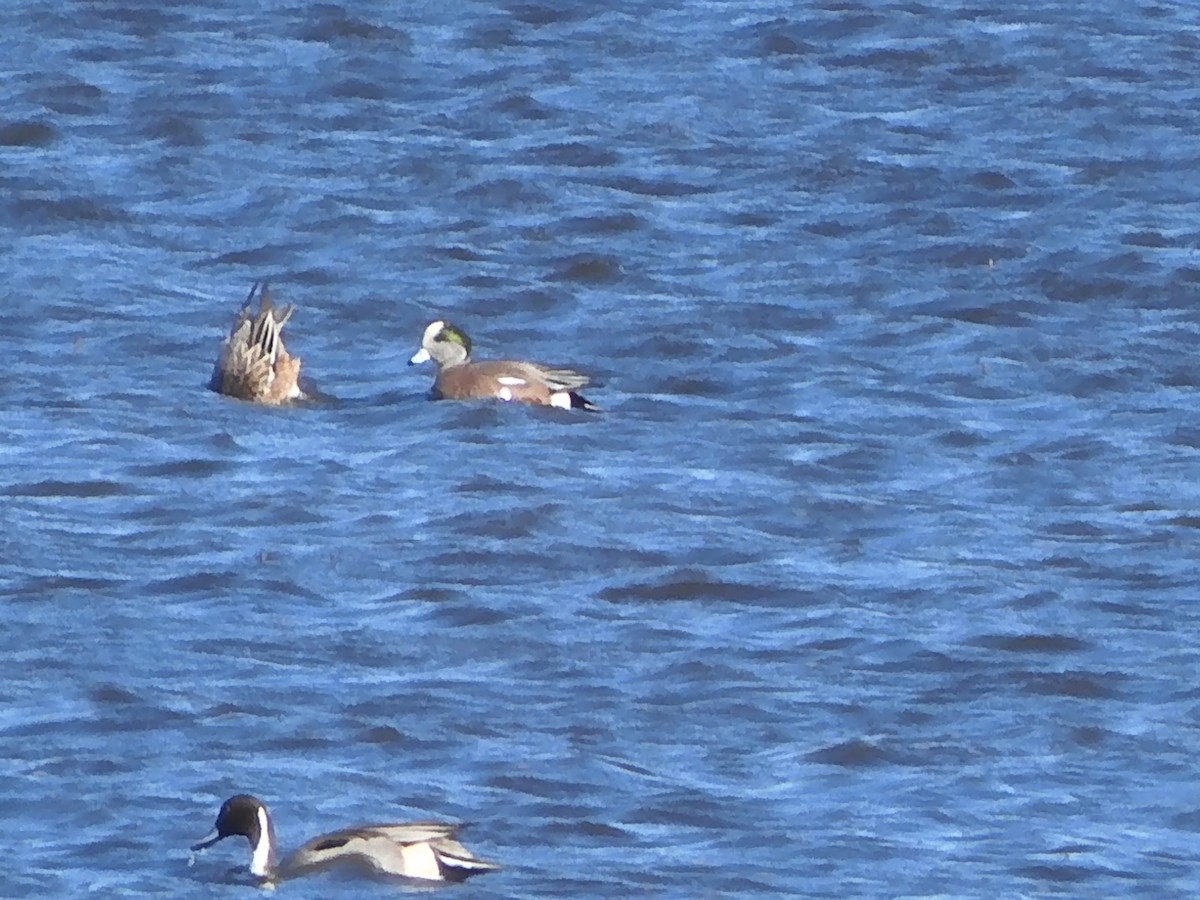 American Wigeon - ML646223545