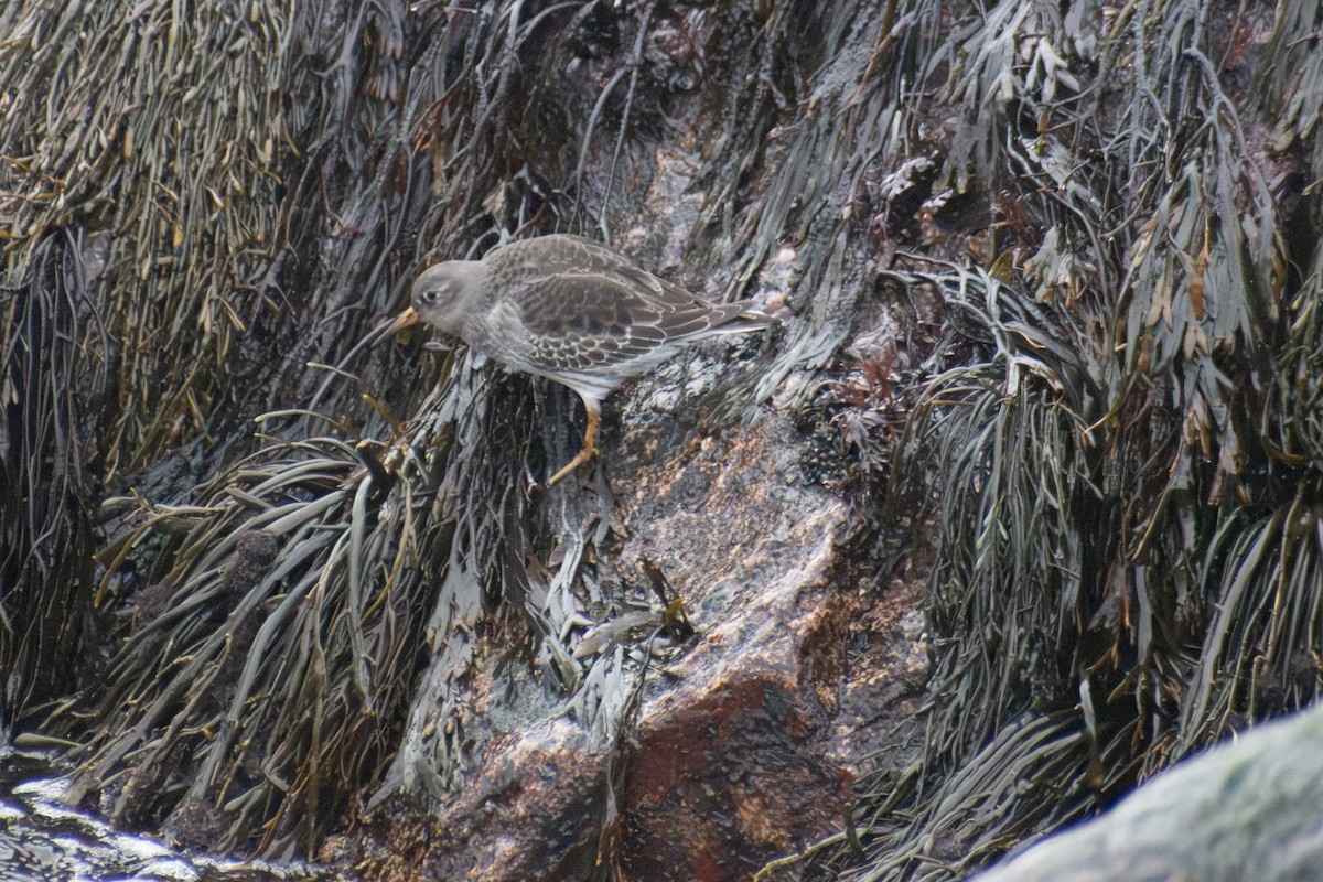 Purple Sandpiper - ML646223548