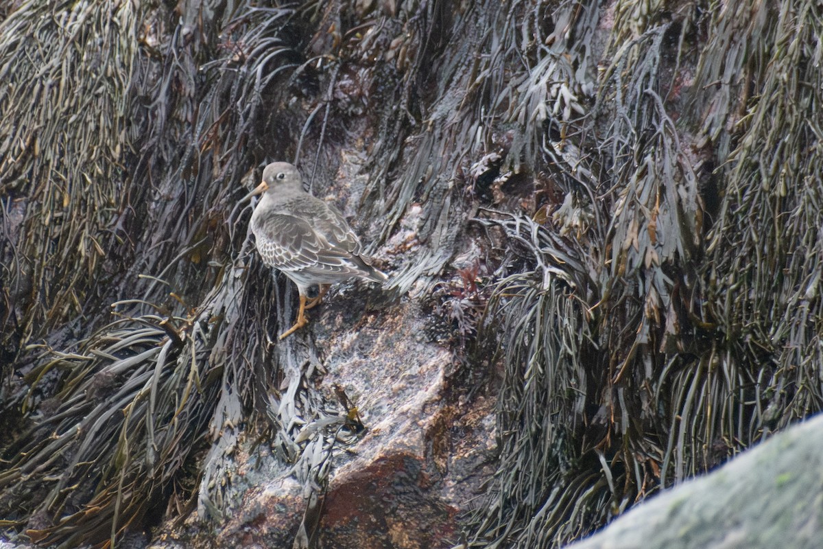 Purple Sandpiper - ML646223549