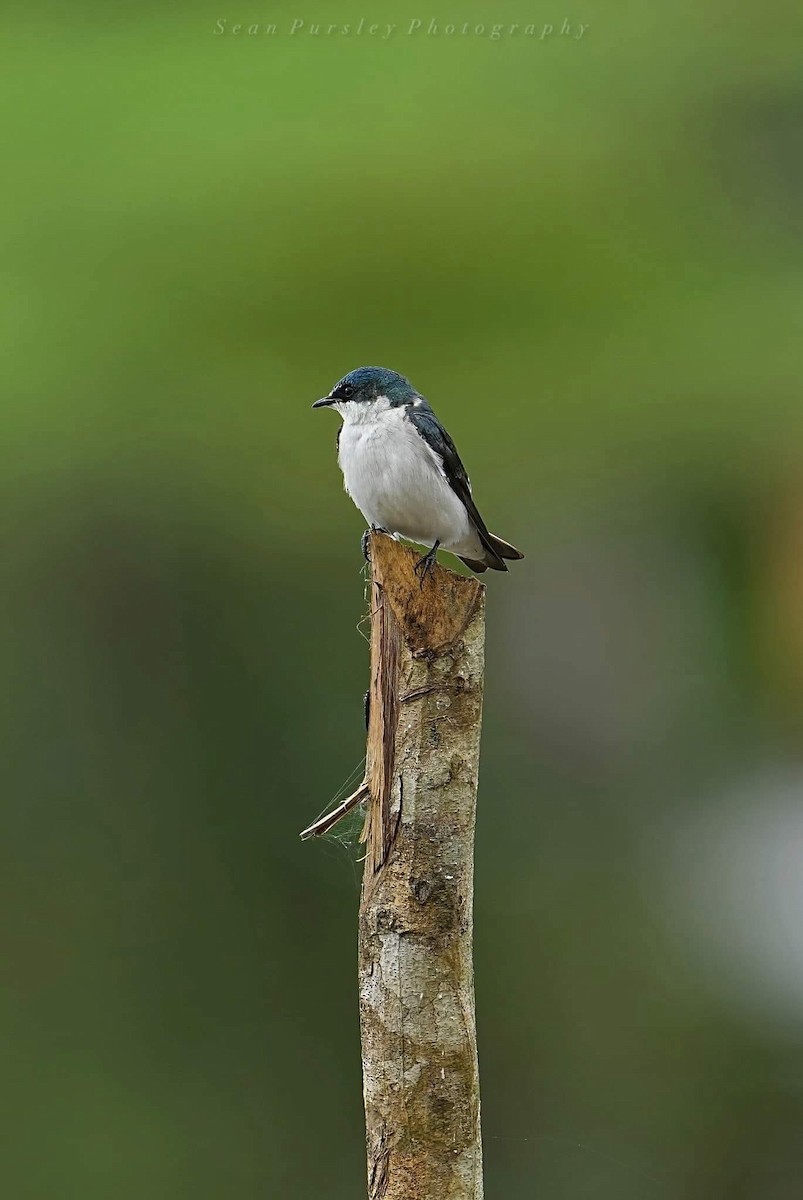 Mangrove Swallow - ML646223550