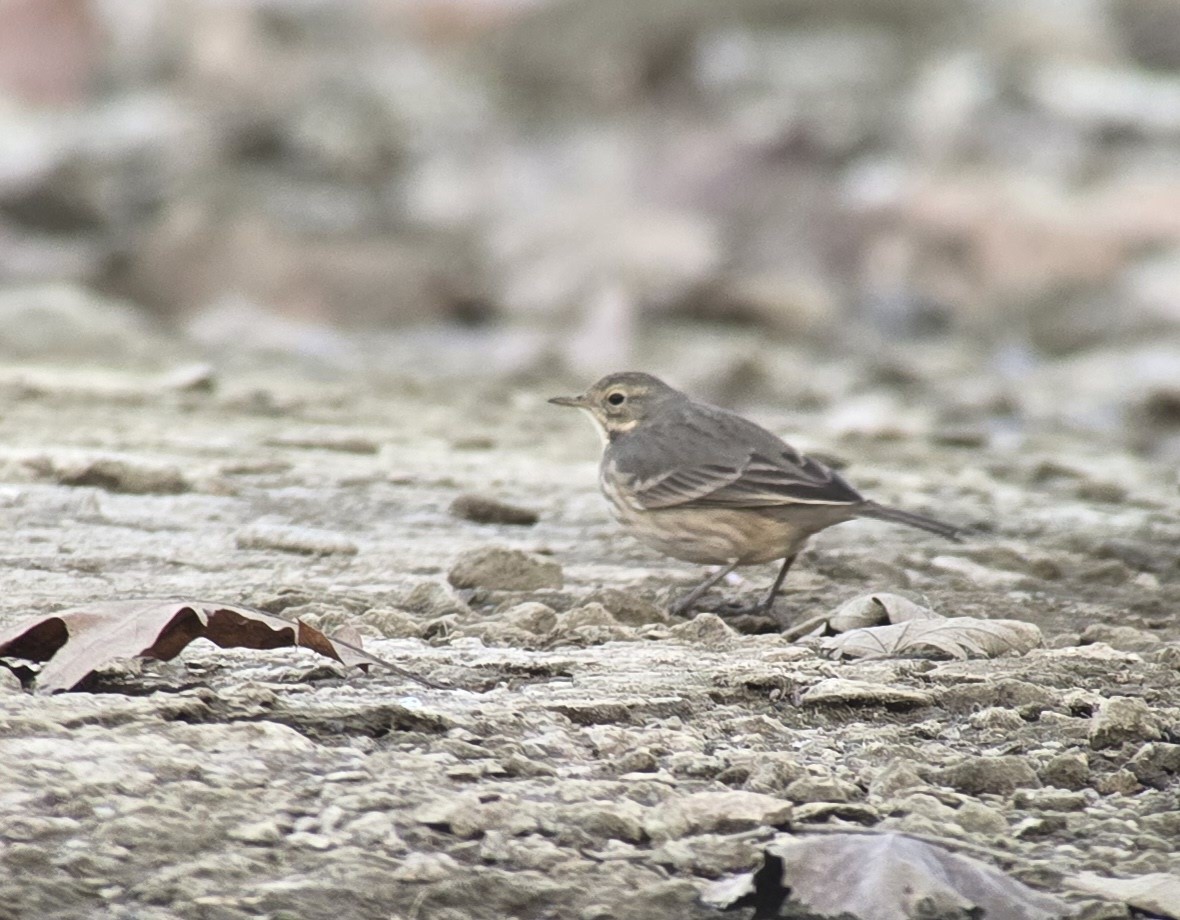 American Pipit - ML646223551
