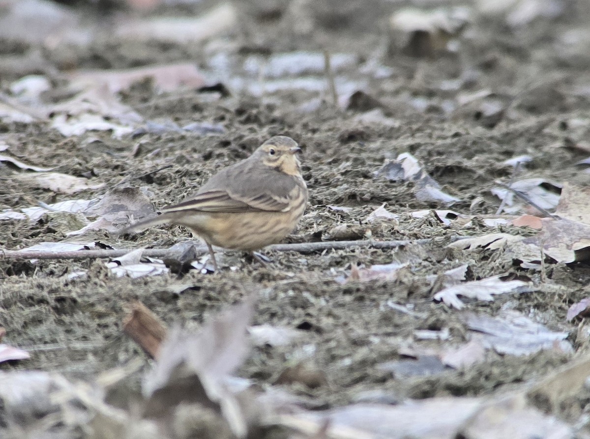 American Pipit - ML646223552