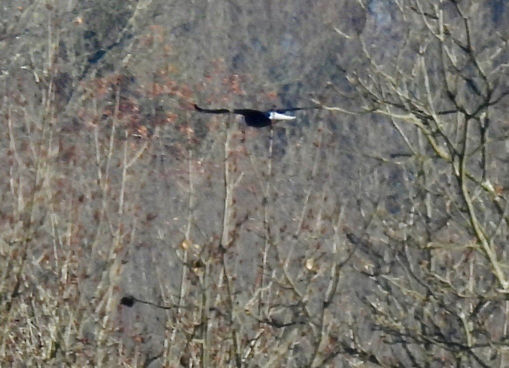 Bald Eagle - ML646223553