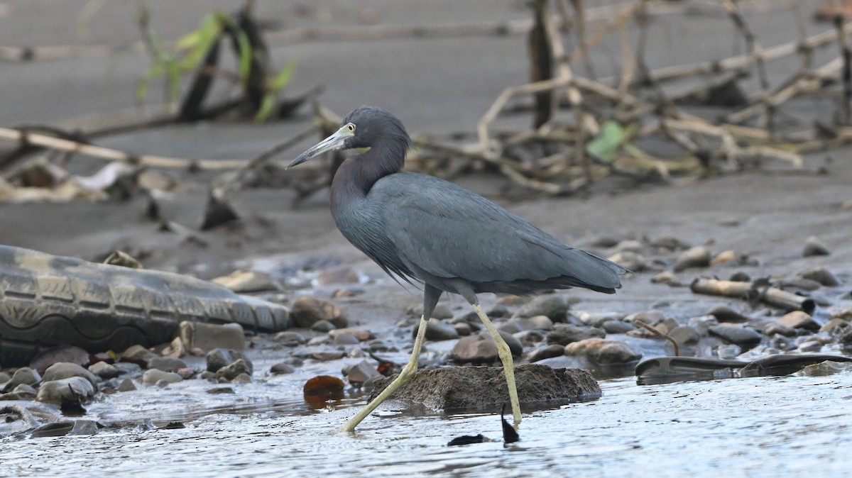Little Blue Heron - ML646223556