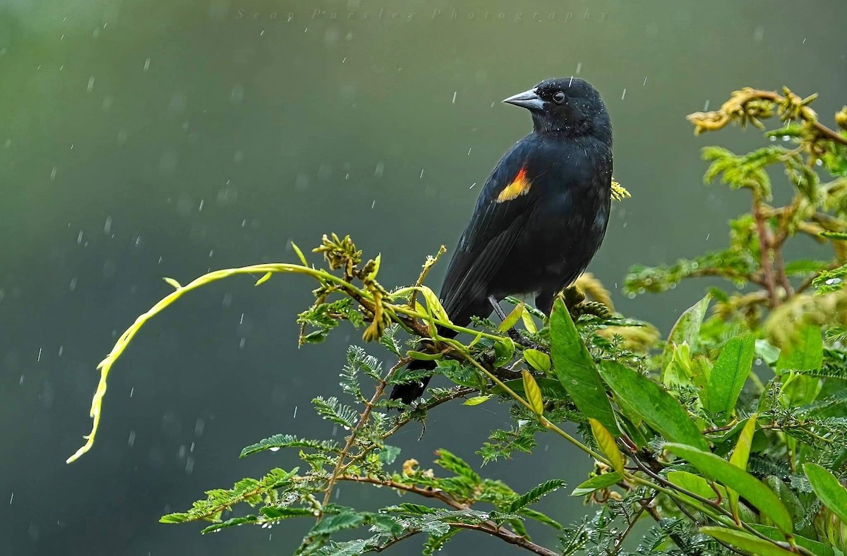 Red-winged Blackbird - ML646223559