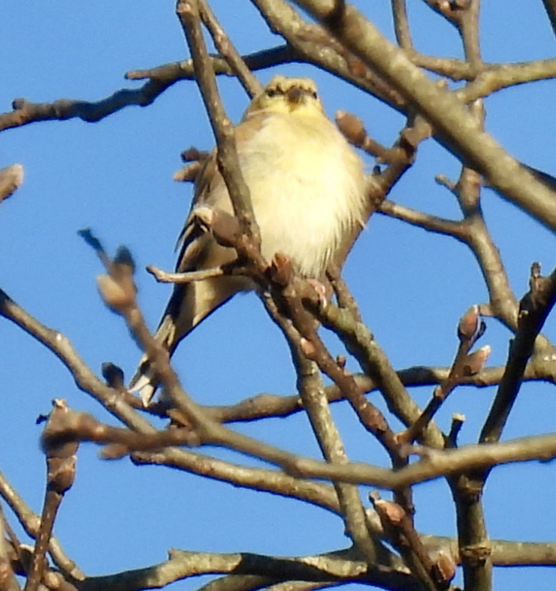 American Goldfinch - ML646223561
