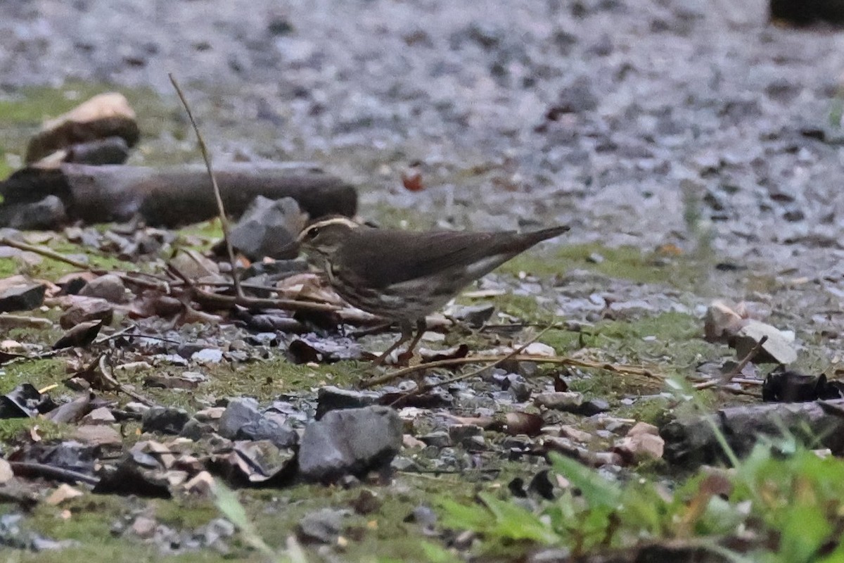 Northern Waterthrush - ML646223562