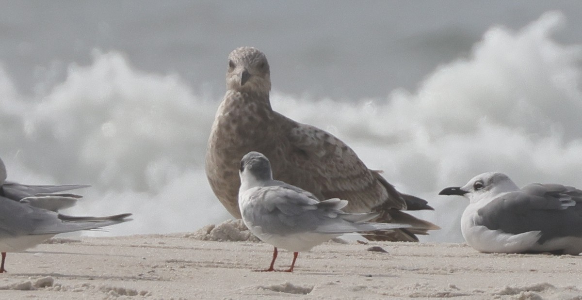 American Herring Gull - ML646223564