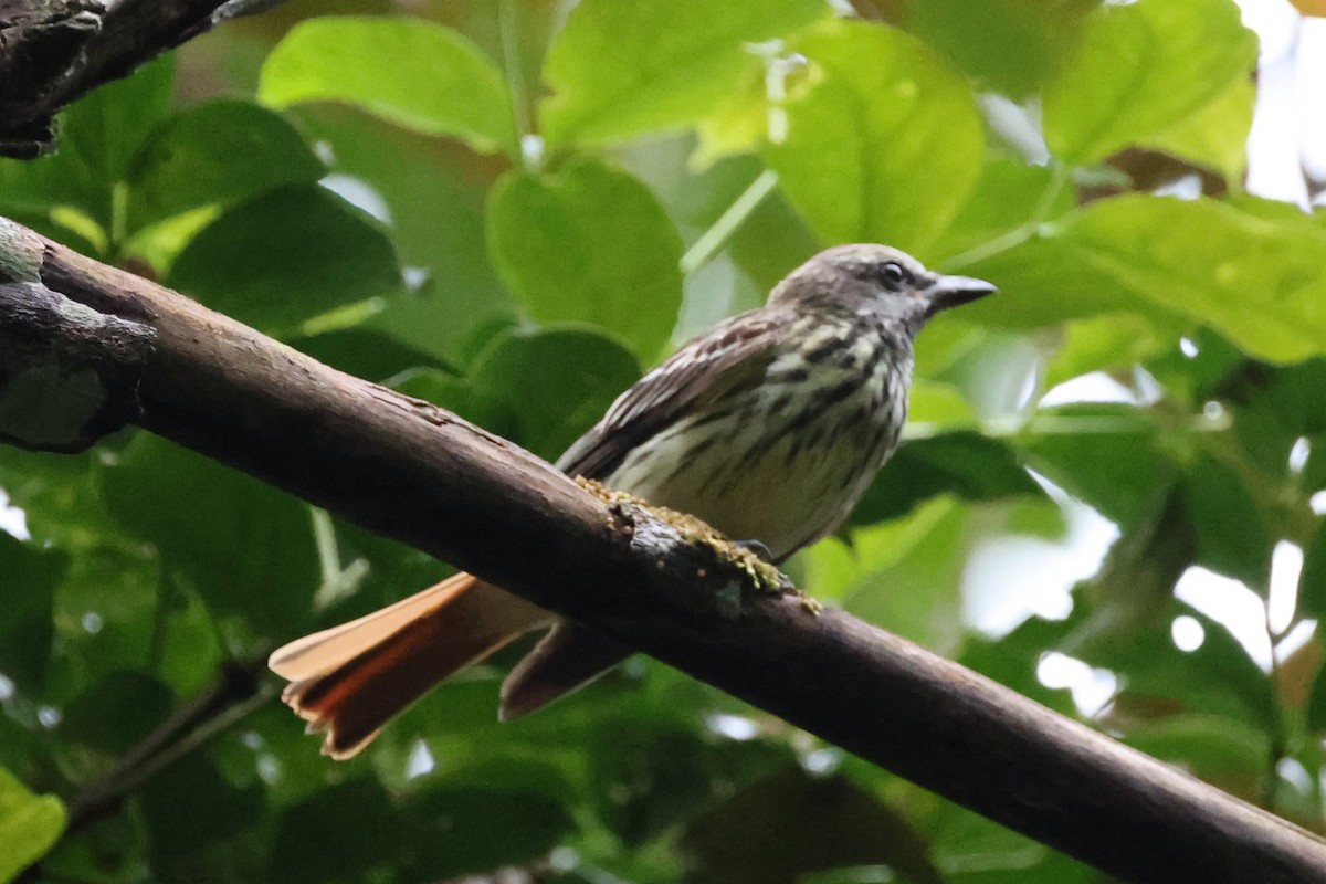 Sulphur-bellied Flycatcher - ML646223566
